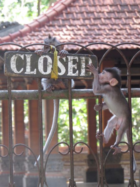 monkeys ubud sanctuary - How to Spend Less Than $50 A Day in Bali