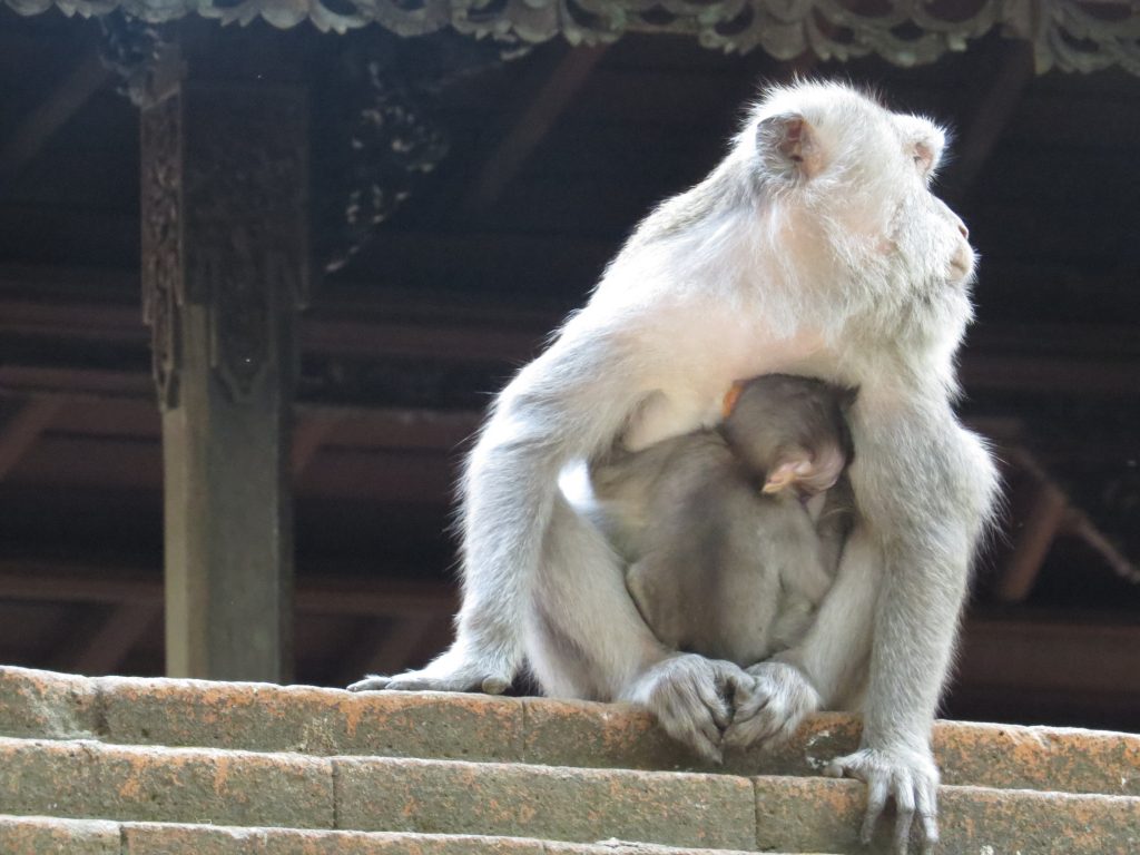 baby monkey and mother monkey Sacred Monkey Forest Sanctuary Ubud