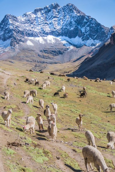 photos of Peru; Rainbow Mountain sheep