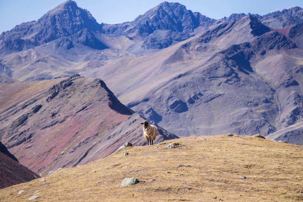 photos of Peru; Rainbow Mountain hike sheep