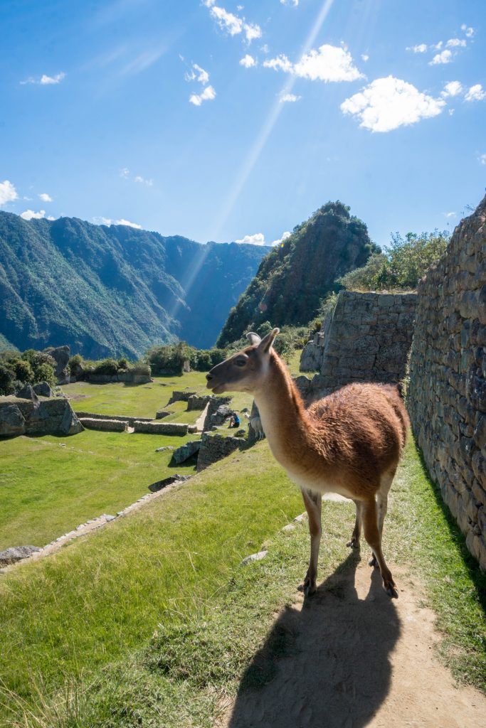 Machu Picchu's new entrance regulations; llama