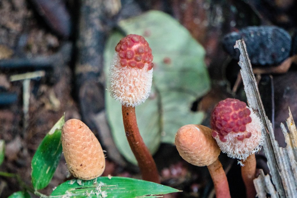 photos of Peru; mushrooms in Iquitos Amazon Jungle
