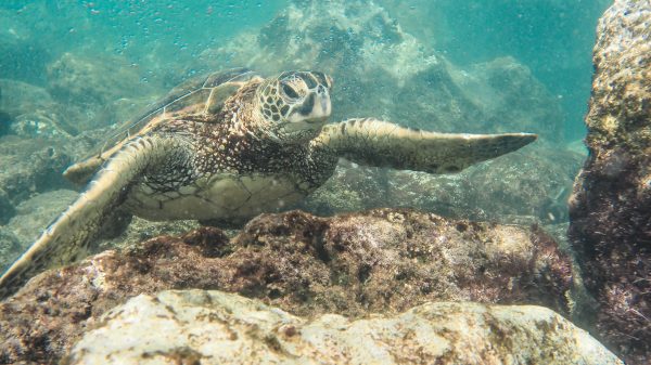 best things to do in Oahu; snorkeling at Hanauma Bay State Park with sea turtles