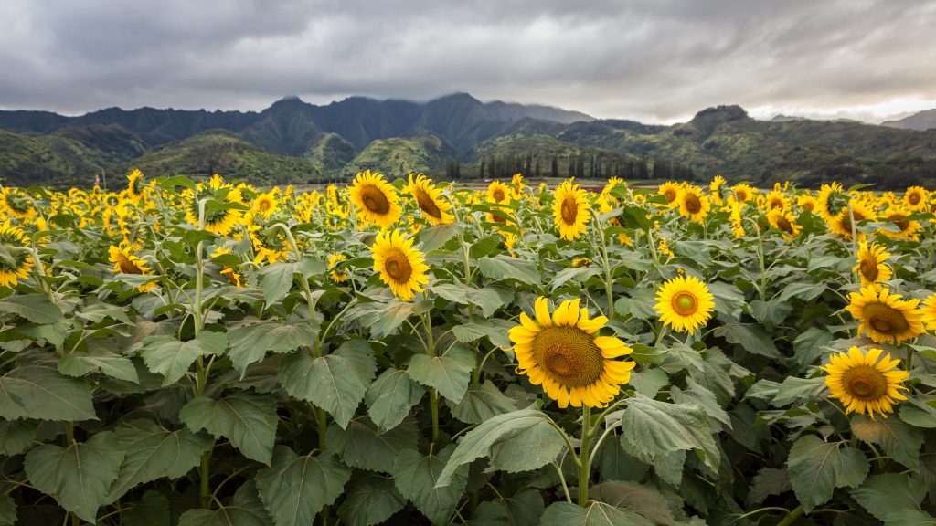 best things to do in Oahu; DuPont Pioneer Sunflower Fields
