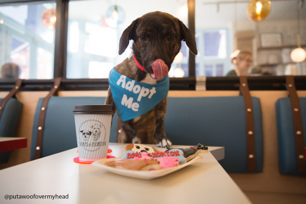 48 hours in New York; Boris and Horton dog cafe