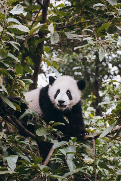 visit Chengdu China; panda research base